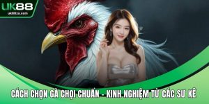 cách chọn gà chọi