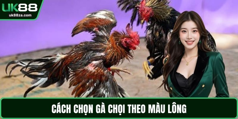 Cách chọn gà chọi theo màu lông