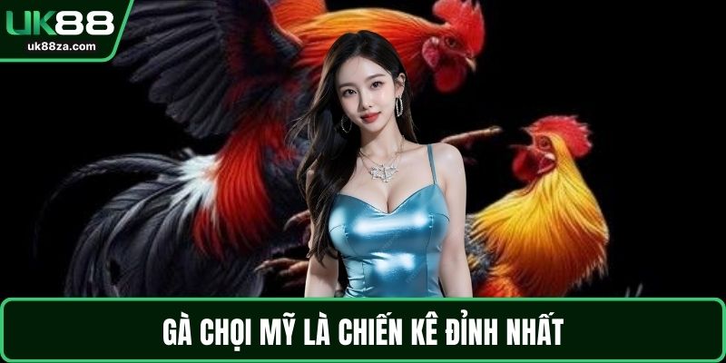 Gà chọi mỹ là chiến kê đỉnh nhất