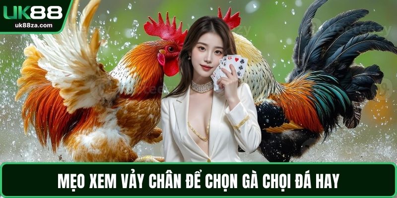 Mẹo xem vảy chân để chọn gà chọi đá hay
